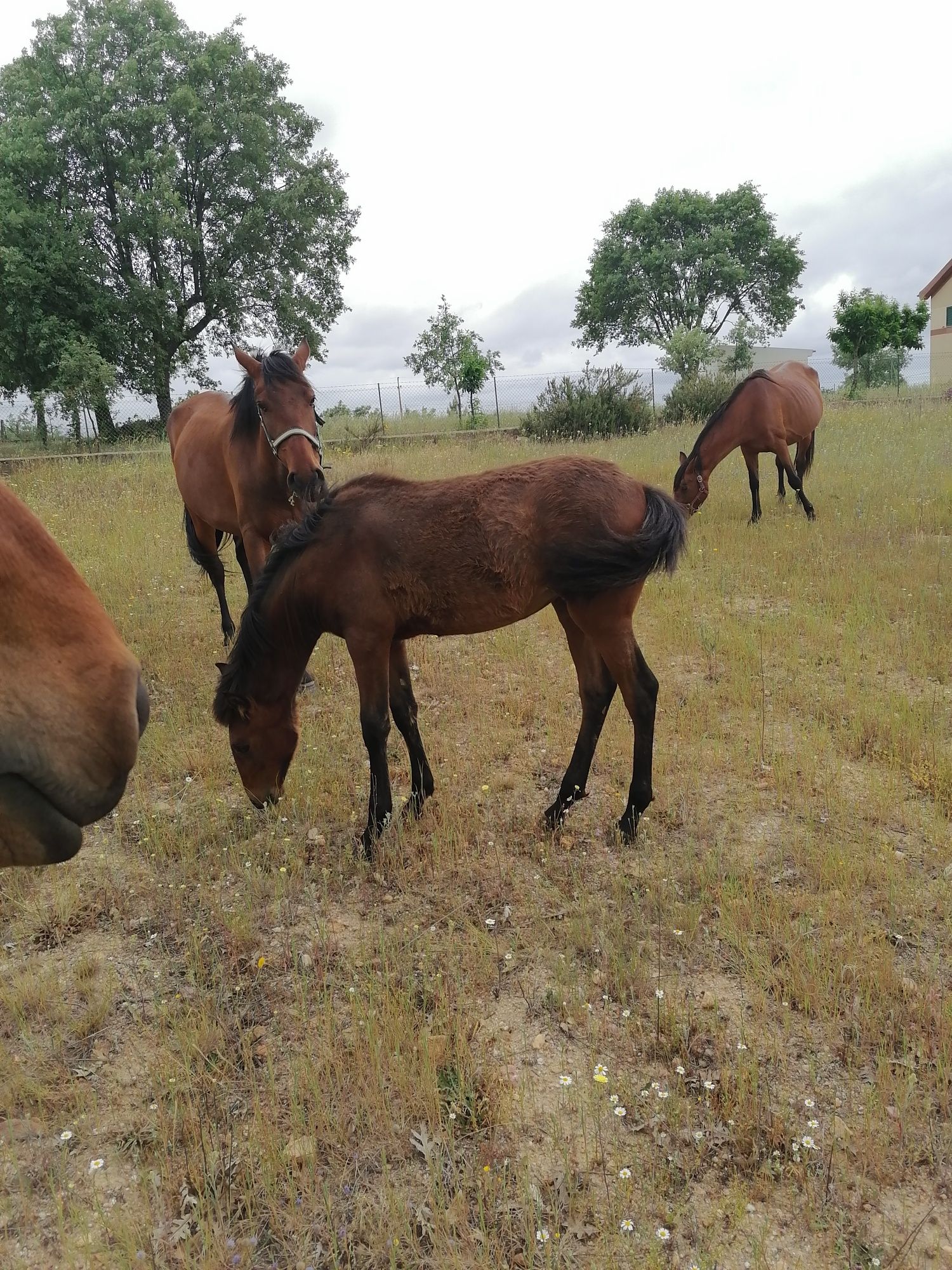 Cavalos Lusitanos