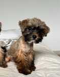 Śliczny stalowo złoty piesek Yorkshire Terrier