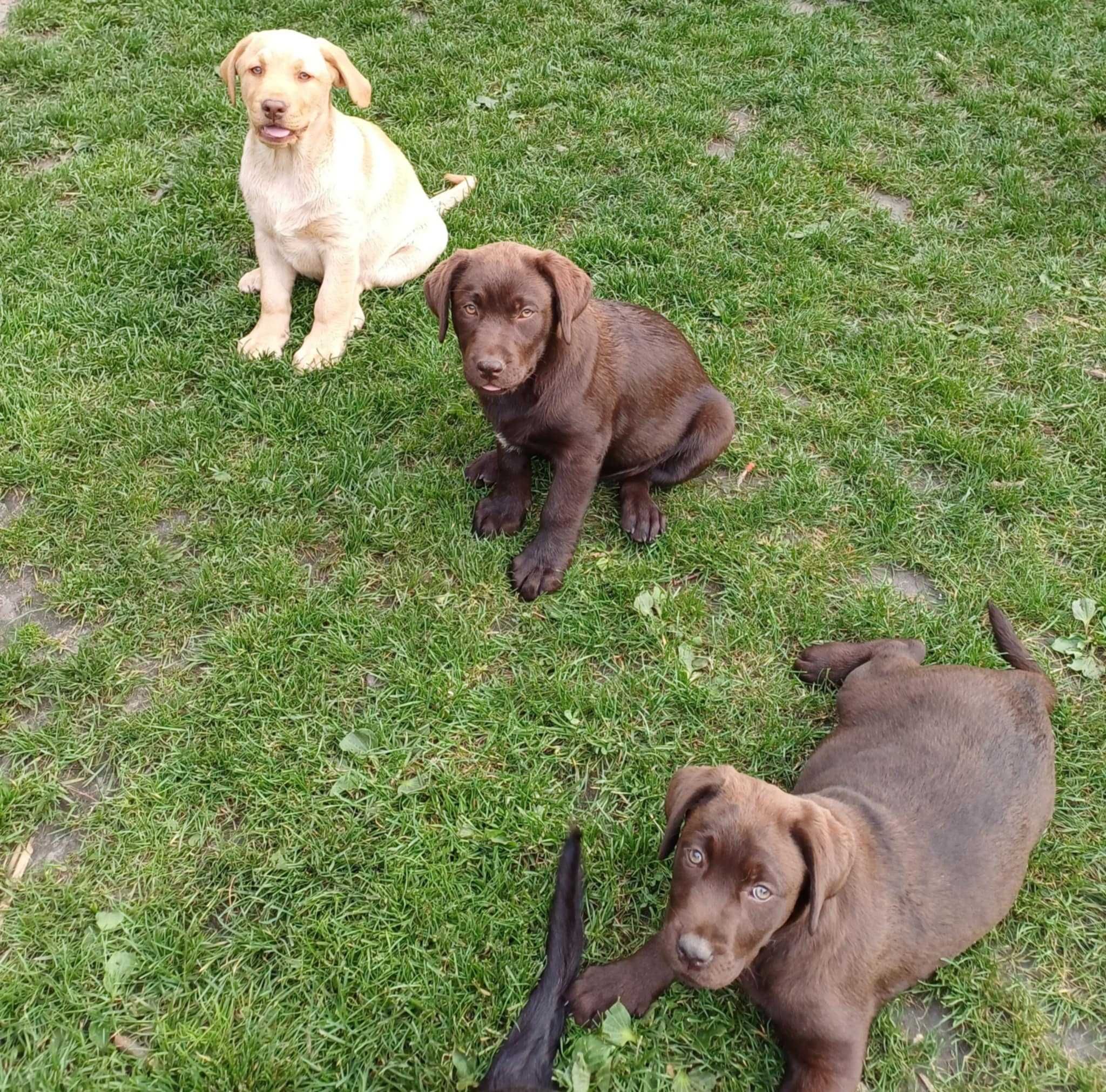 Labrador Retriever kolor czekoladowy