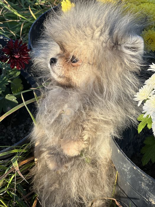 Померанський шпіц 4 міс