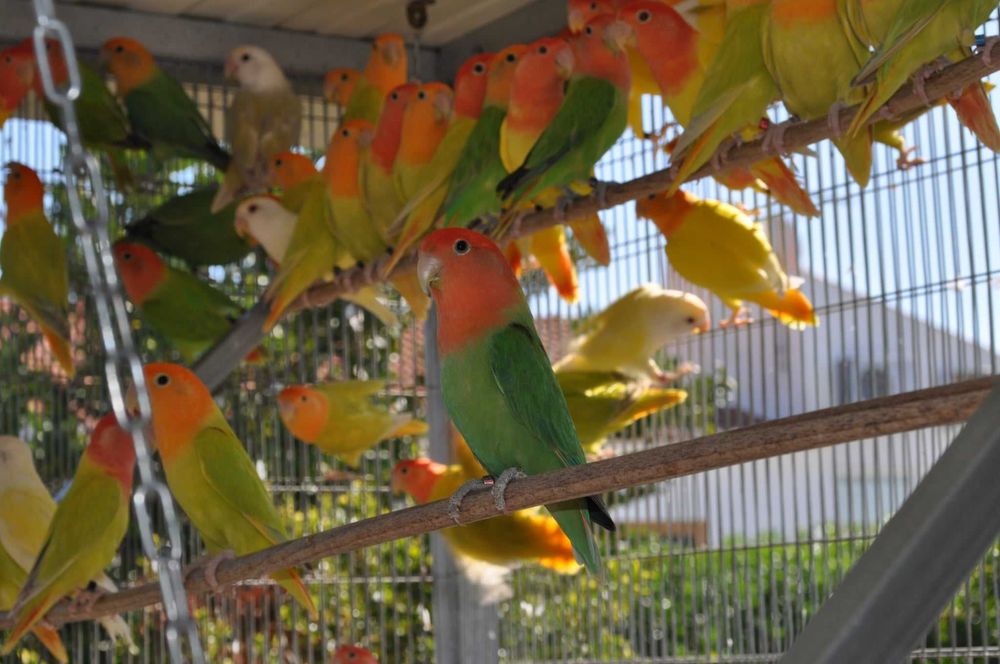 Roseicollies adultos