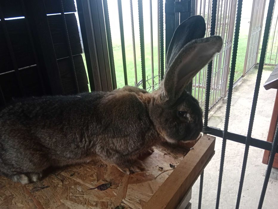 Młode króliki belgijskie