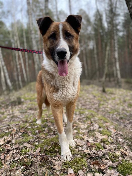 Piękny i dobry Cukier szuka domu!