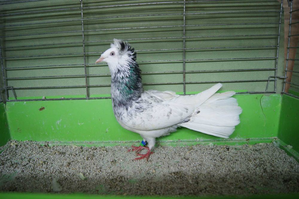 Gdański Sokół z rok.25