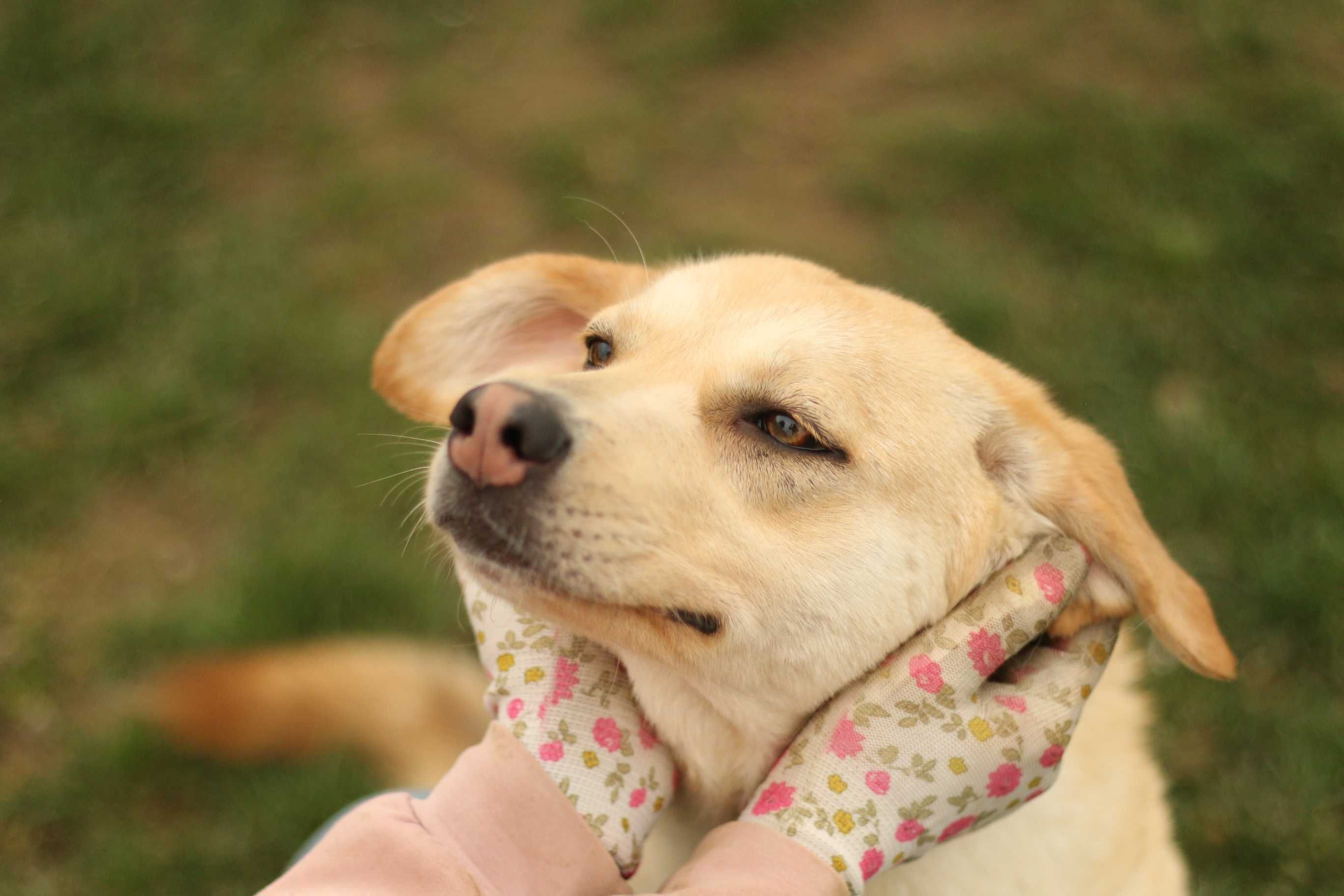 Labradorka Cynia do adopcji