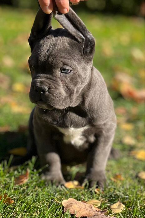 Cane corso szczeniak