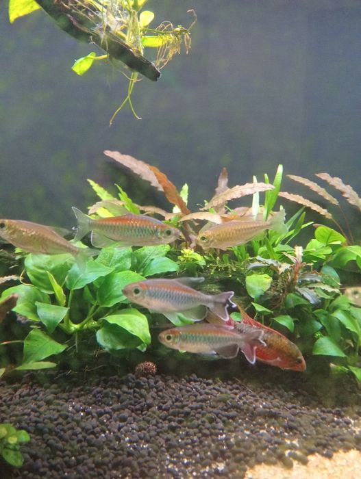 Tetras do Congo (8 un.)