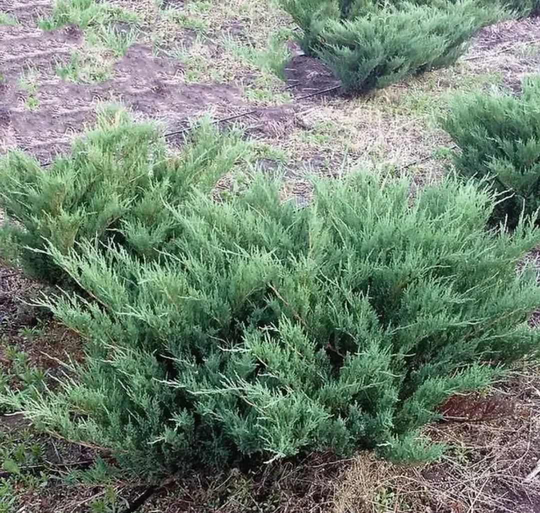 ЯЛІВЕЦЬ казацький сизий, темно- зелений