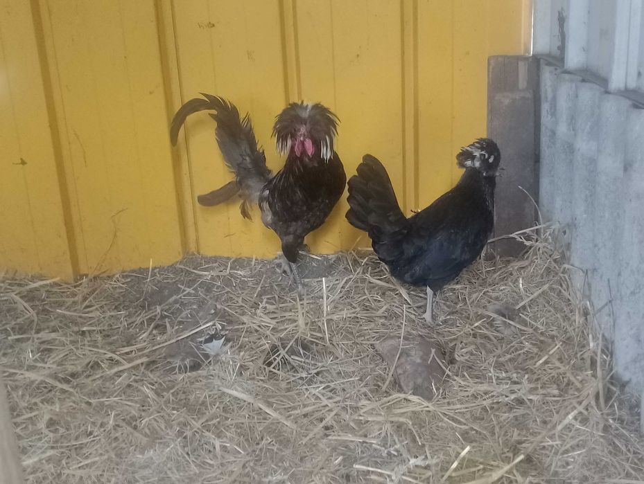 Ptaki silki kaczki koguty i inne