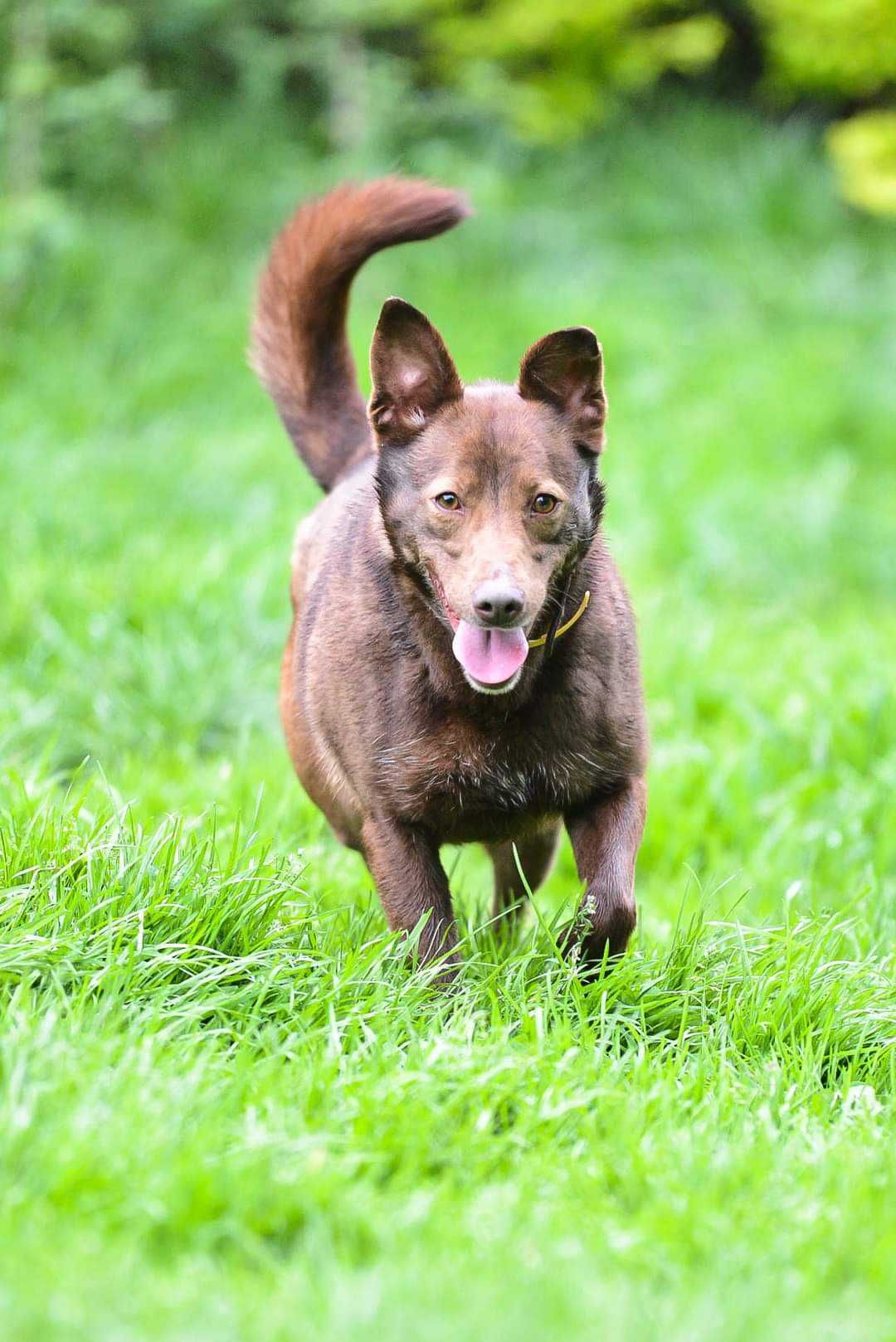 Inteligentna, wierna suczka do adopcji