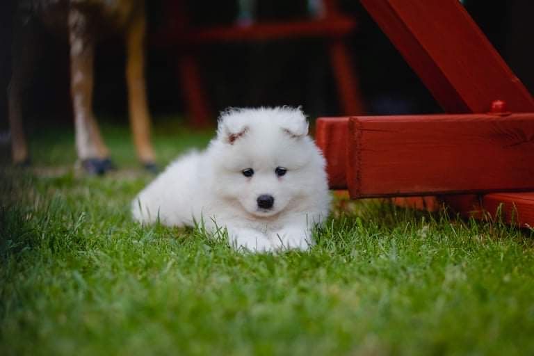 Samoyed Biały Szczeniaczek