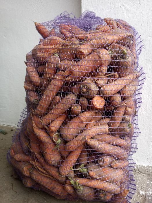 Marchew. Marchew dla zwierząt. Marchew odpadowa.