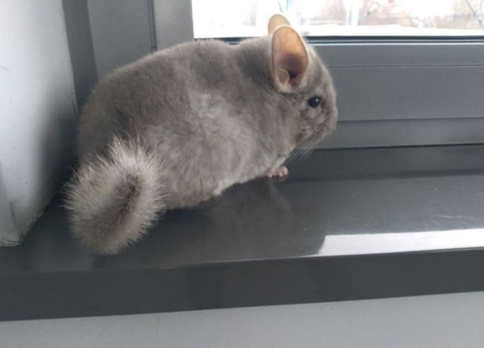 Szynszyla beżowa 4 miesiące