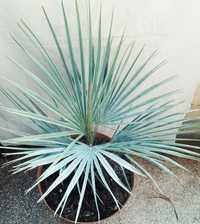 Espetacular palmeira azul mexicana, Brahea armata
