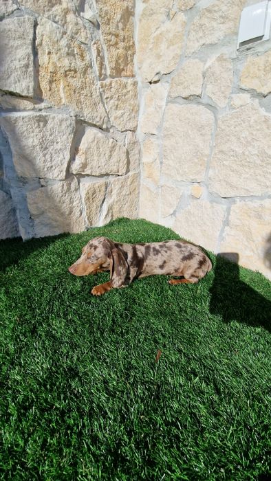 Teckel Choco Merle Fêmea