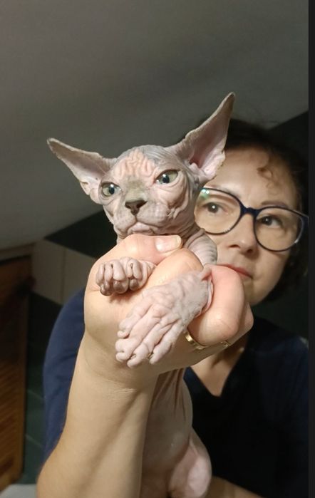 WCF przecudna kotka w typie hodowlanym e