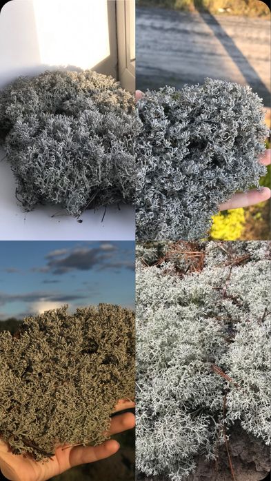 Живий та сухий мох,ягель,дикранум.Живой лесной мох для улиток и декора