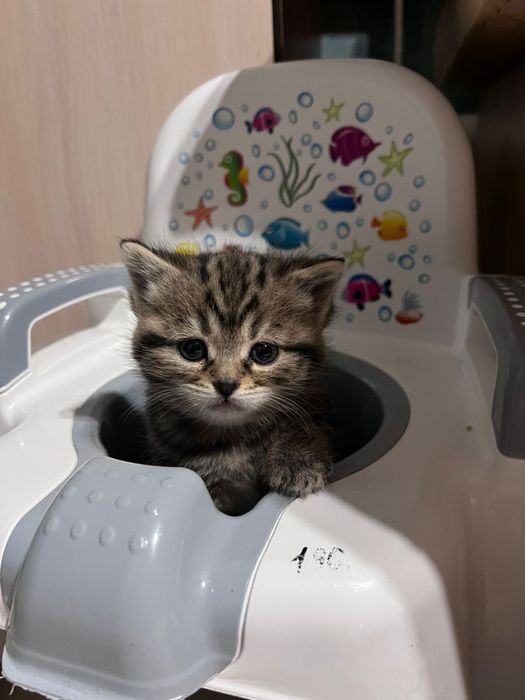 Котики шотландські