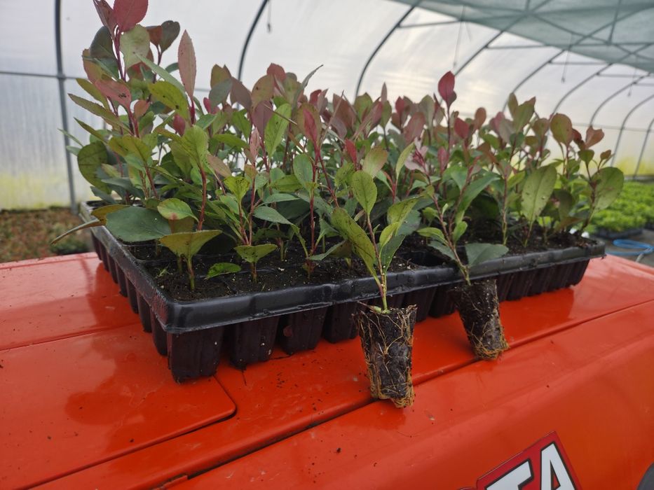 Sadzonki Głogownik Photinia Redrobin multiplat 104 szt