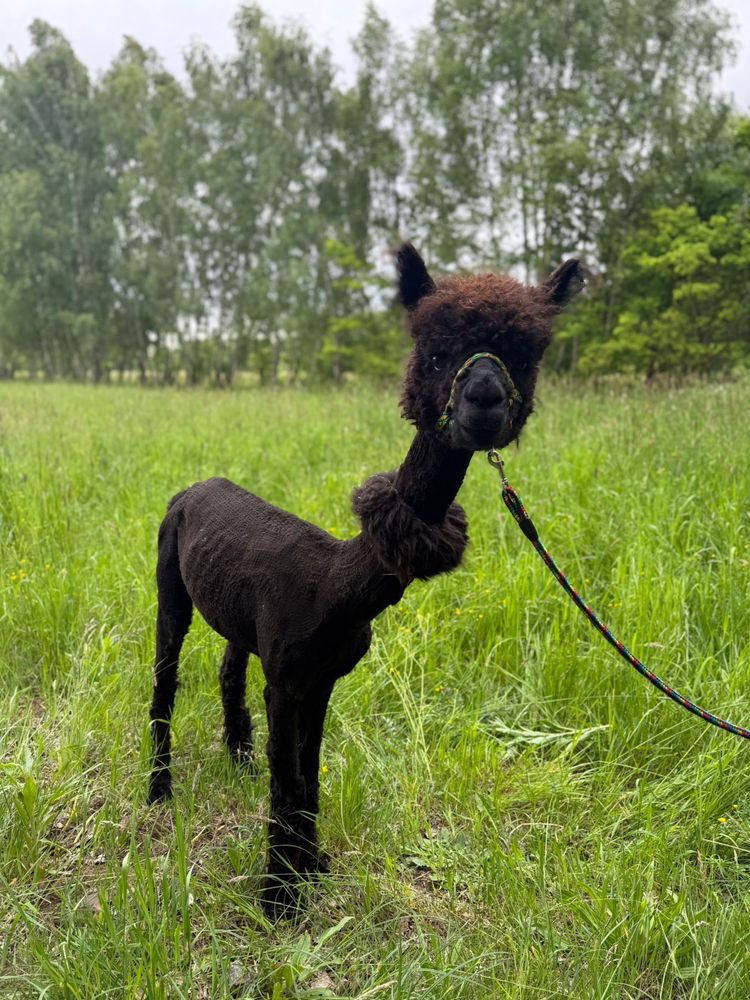 Alpaca alpaka samiec huacaya