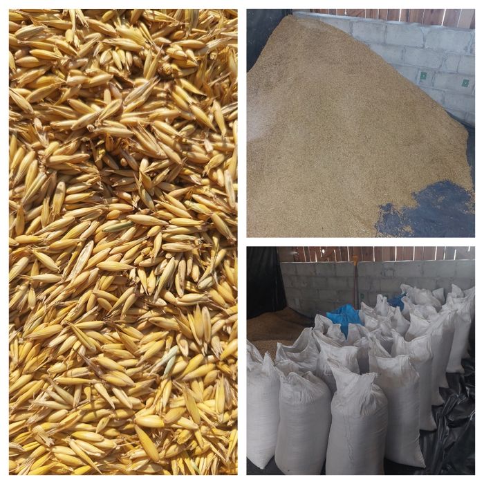 Owies Bingo- workowany/luz