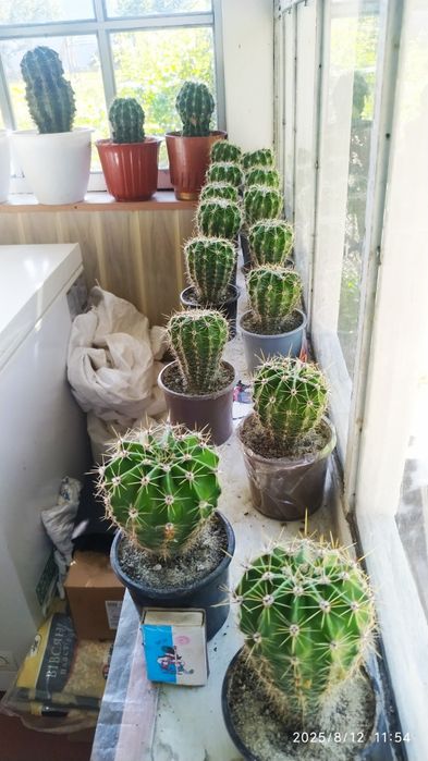 Кактус ехінопсис сукулент вазонок