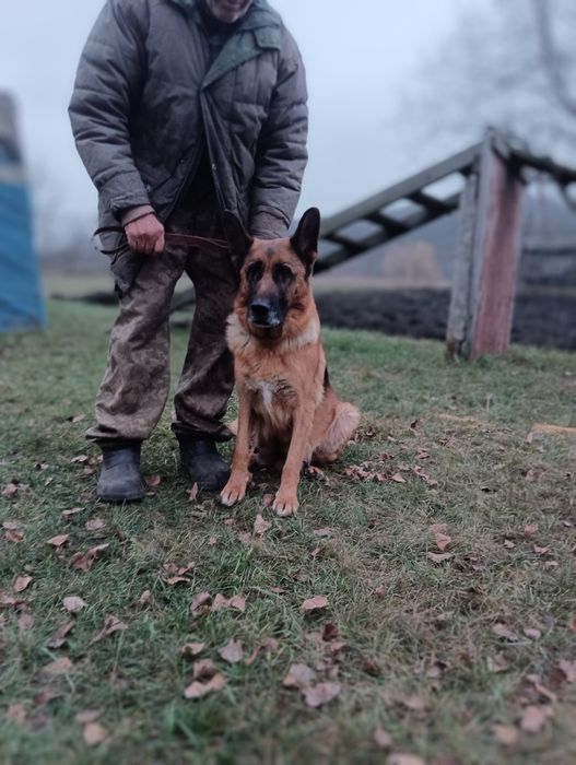 Щінки німецької вівчарки