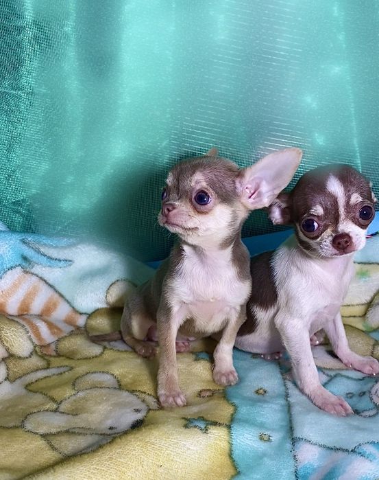 Великоленые красивые мини чихуахуа беби фейс