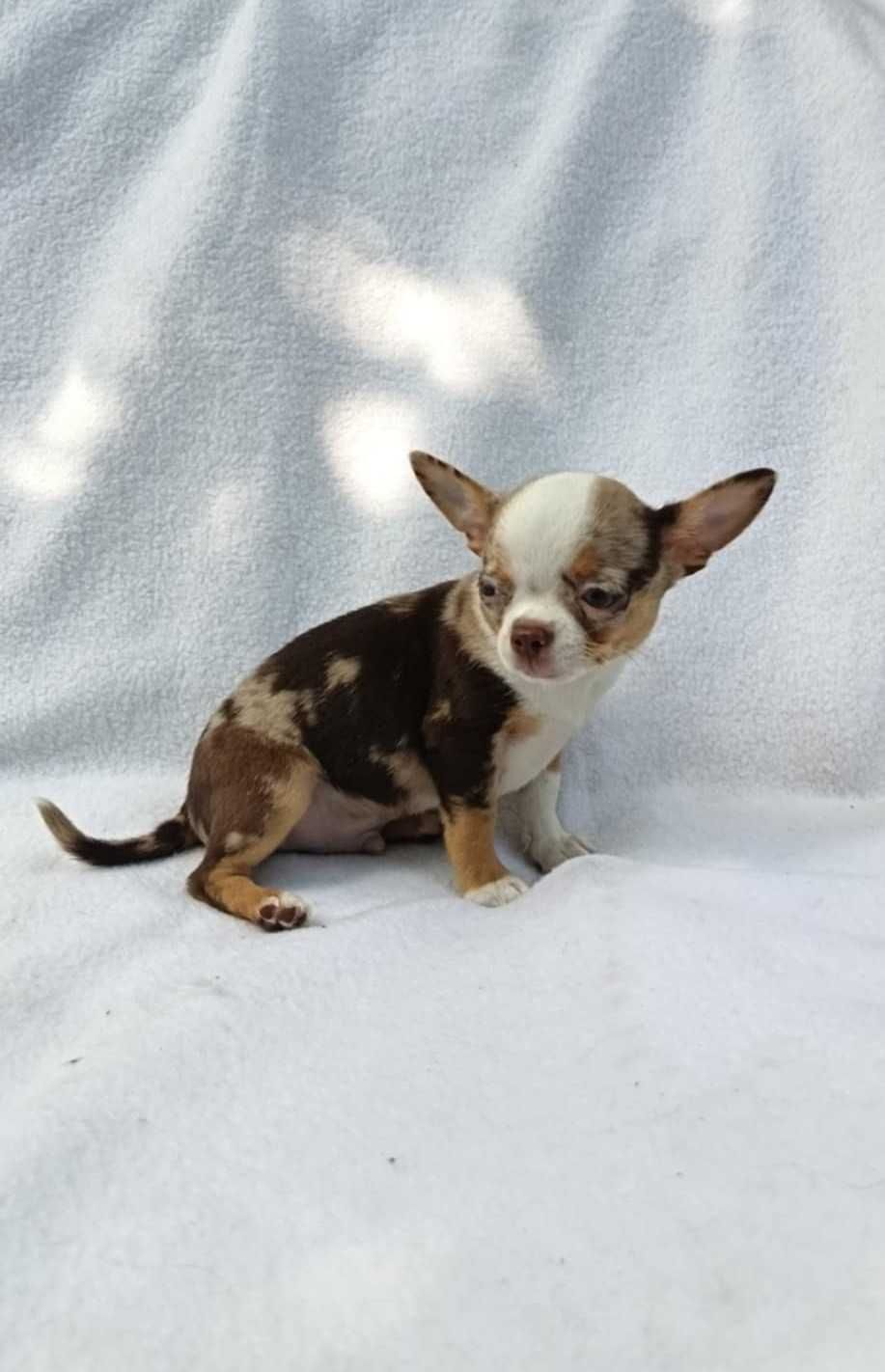 Chihuahua merle piesek z rodowodem