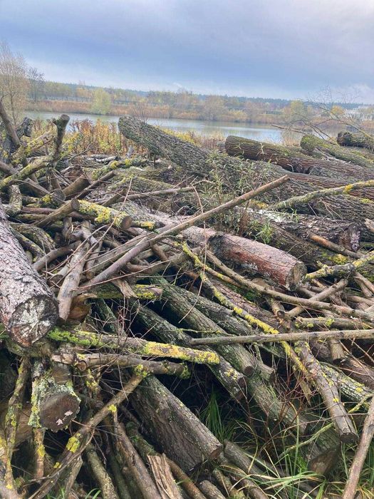 Drzewo z wycinki opałowe