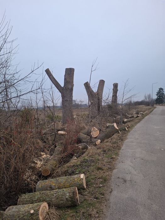 Wycinka i Przycinanie Drzew / Tui z podnośnika koszowego słupsk