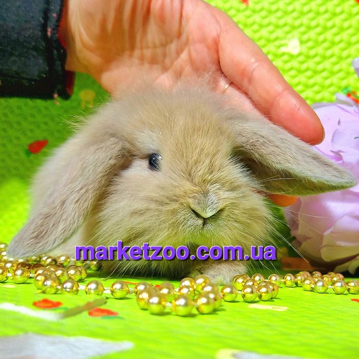 Мини mini lop мiнi карликовые декоративные крольчата кролики