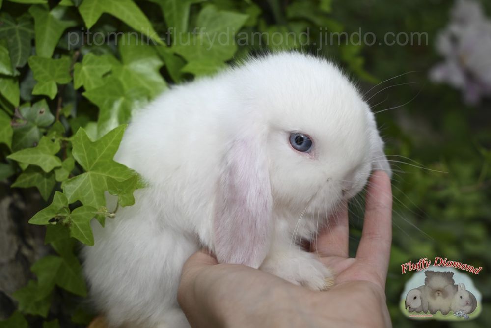 Кроленята з атласним хутром. Сатиновий Нідерландський баранчик. Кролик