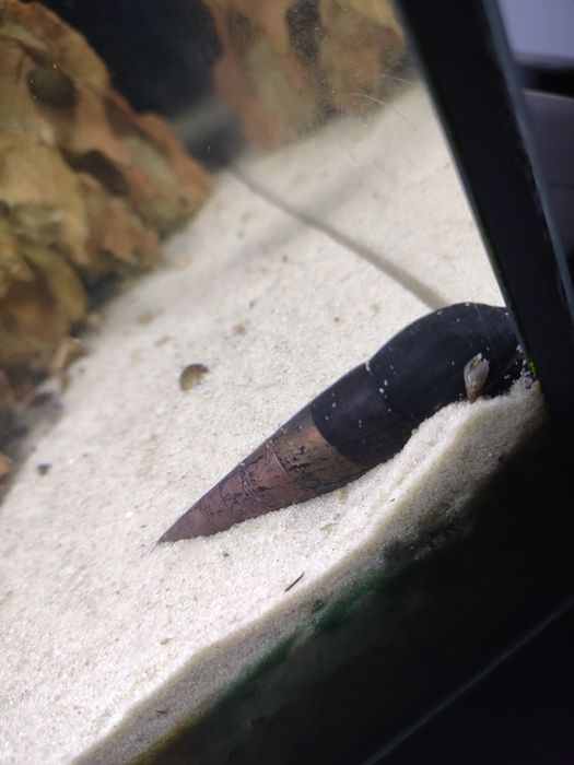 Ślimak devil 2 sztuki