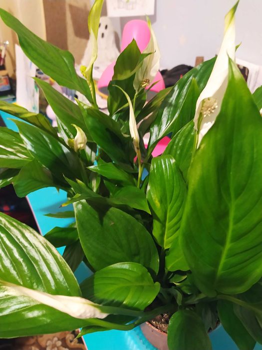 Спатіфілум вазон