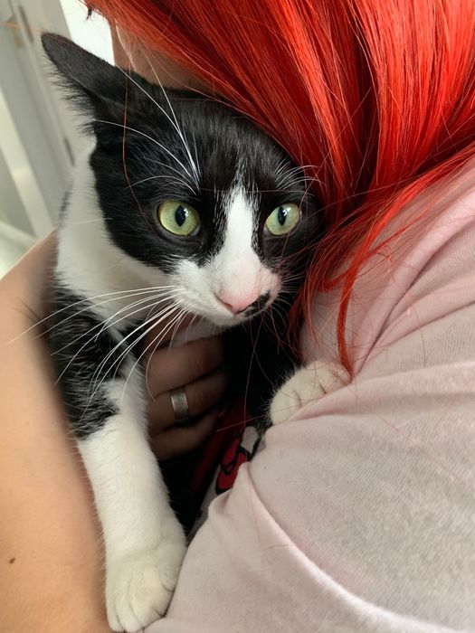 Gatinho 7 meses | ADOÇÃO