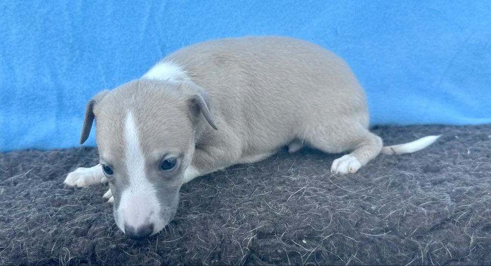 Whippet lindo com lop