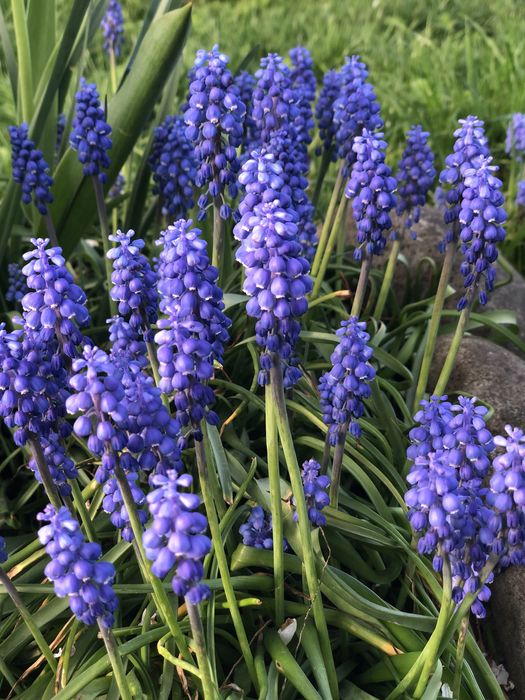 Мускарі або мишиний гіацинт, ціна за 20 цибулин