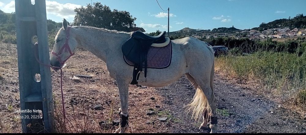 Egua Lusitana Montada