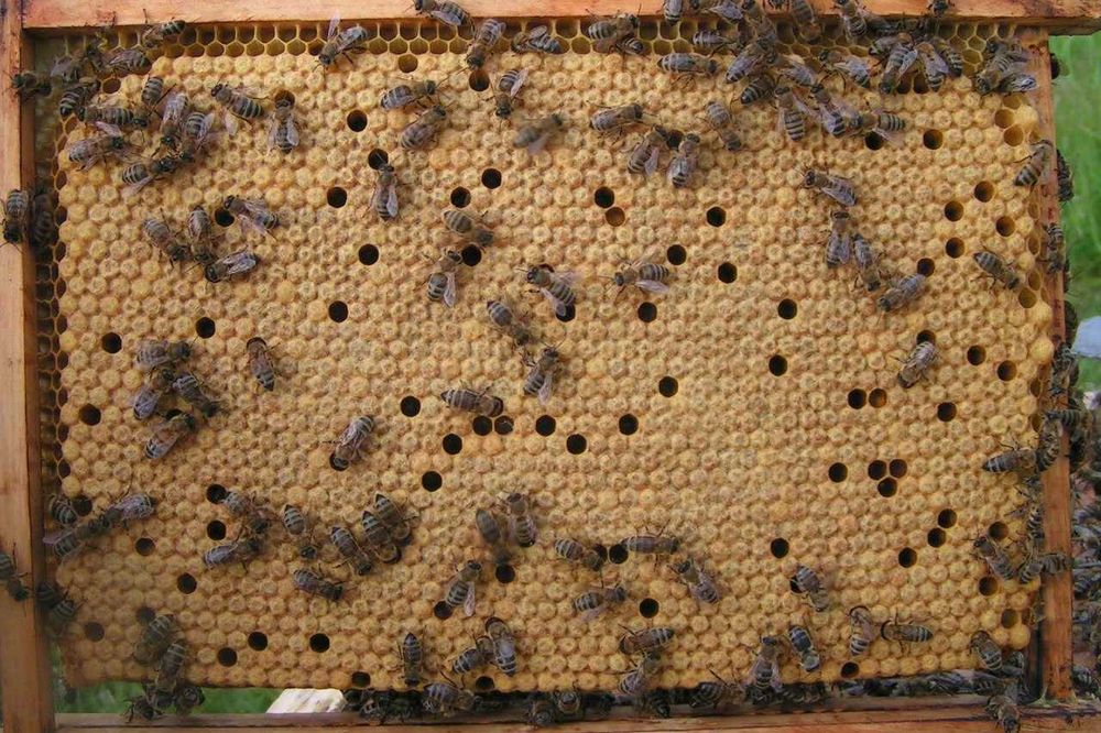 Продам бджолопакети  карніка та бакфаст