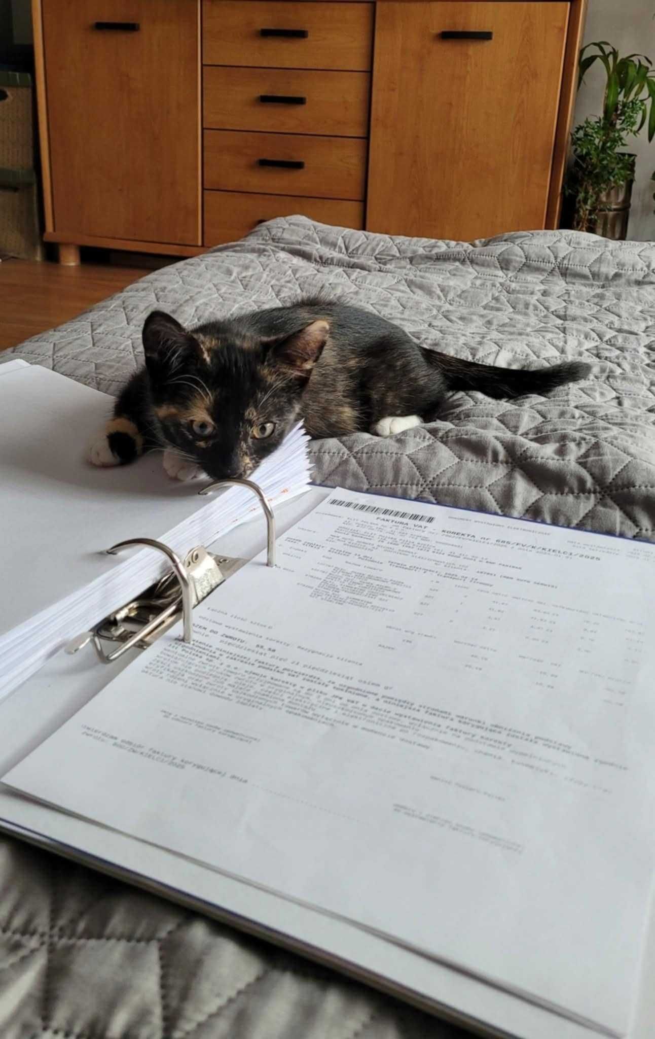 Kocięta do adopcji,razem lub osobno kotka szylkretowa,kocurek karpati