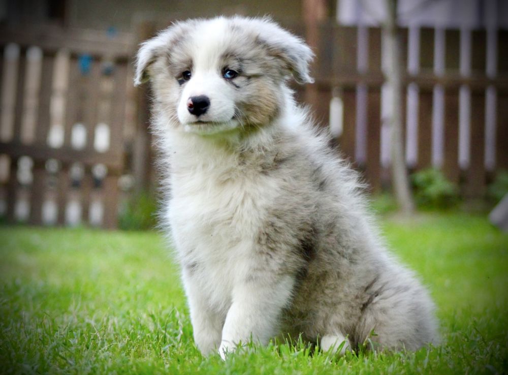 Szczeniak Border Collie