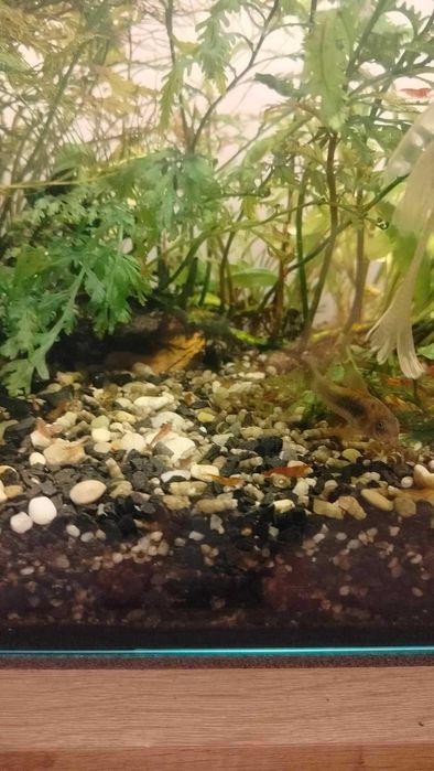 Akwarium proste 120L, Kolno.