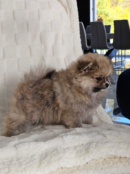 Szpic miniaturowy - pomeranian - rudy