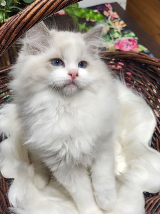 Kocurek Silver FPL/FIFE po International Championie