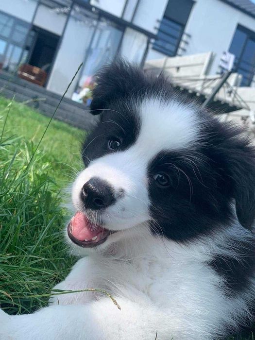 Piękny szczeniak Border Collie