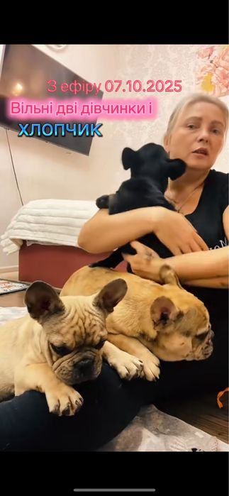 Малюки французького бульдога