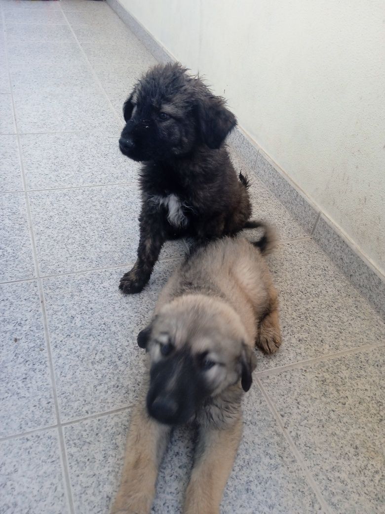 Cachorrinhos Serras da Estrela
