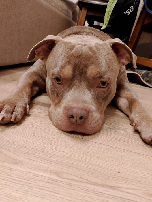 POKRYJE !!! American Bully !!! KRYCIE !!!