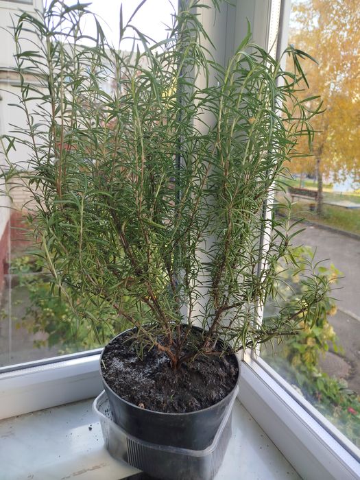 Розмарин в горщику, великий кущ